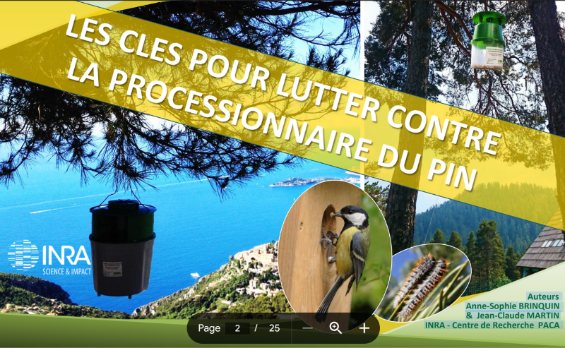 Processionnaire du pin